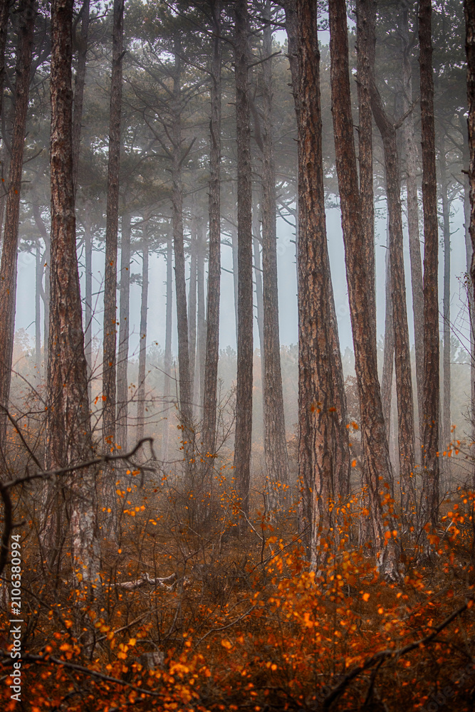 Fototapeta premium morning in the misty autumn forest 
