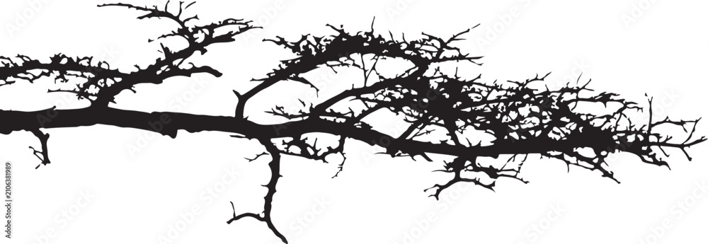 Obraz premium Dry Tree Branch Vector Shape Design