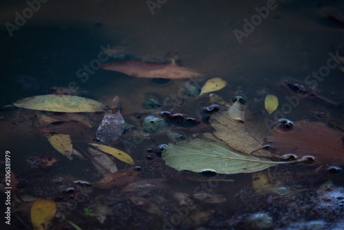Принти на полотні Closeup of submerged autumn leaves floating in dark still water beside foamy edges