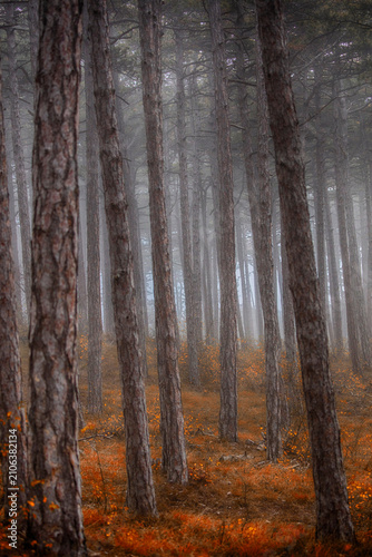 morning in the misty autumn forest	