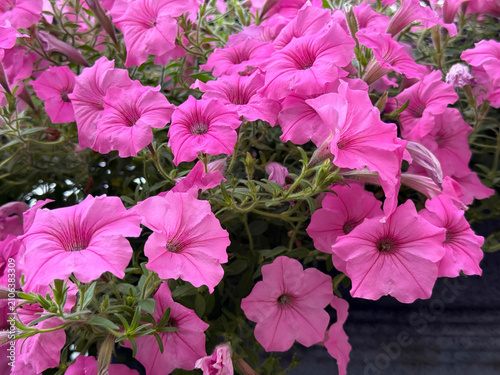 Cuadro en lienzo Petunia petunias pink pretty flowers.