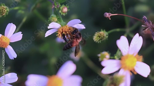 Beautiful 4K cinematic close up of a Giant Honey Bee (Apis dorsata) collecting pollen from white Bidens pilosa blossoms during a calm tropical morning with soft natural light