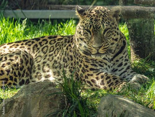 Foto Persian leopard (Panthera pardus saxicolor) resting in its natural habitat, a rare and endangered big cat native to the mountainous regions of Central and Western Asia