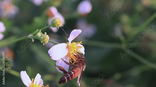 4K cinematic close up of a Giant Honey Bee (Apis dorsata) feeding on white Bidens pilosa flowers in gentle morning light, capturing natural nectar gathering and tropical pollination
