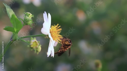 Cinematic 4K close up video of a Giant Honey Bee (Apis dorsata) gathering nectar and pollen from white Bidens pilosa flowers in morning light, highlighting authentic tropical pollination
