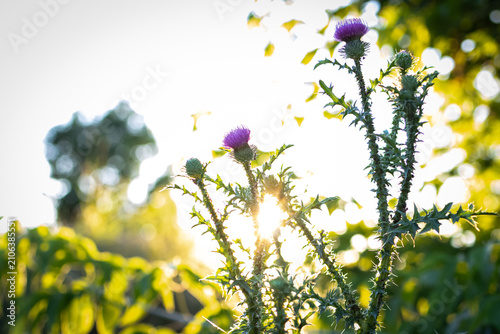 Photography Backlit thistles rise above sunlit foliage