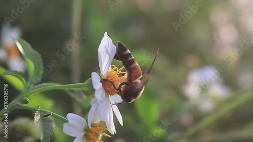 Beautiful 4K cinematic close up of a Giant Honey Bee (Apis dorsata) foraging on white Bidens pilosa blooms at sunrise, collecting nectar and pollen in a healthy tropical ecosystem