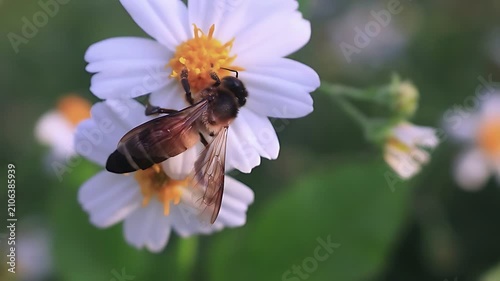 K cinematic close up of a Giant Honey Bee (Apis dorsata) collecting nectar and pollen on white Bidens pilosa flowers in soft morning light, showing natural tropical pollination and biodiversity