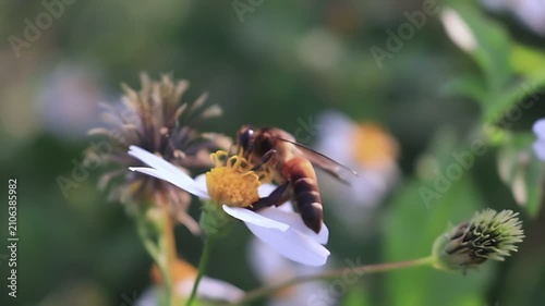 K cinematic close up of a Giant Honey Bee (Apis dorsata) collecting nectar and pollen on white Bidens pilosa flowers in soft morning light, showing natural tropical pollination and biodiversity