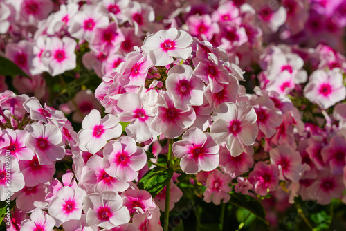 Pink and White Phlox Flowers Blooming in Garden