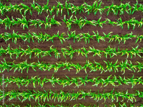 Young corn plants growing in rows in field