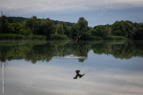 Fotografie After the dive only a pale splash remains and rings drift across the lake
