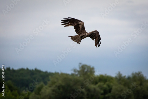 Obraz na płótnie Close view of a soaring raptor above a green treeline