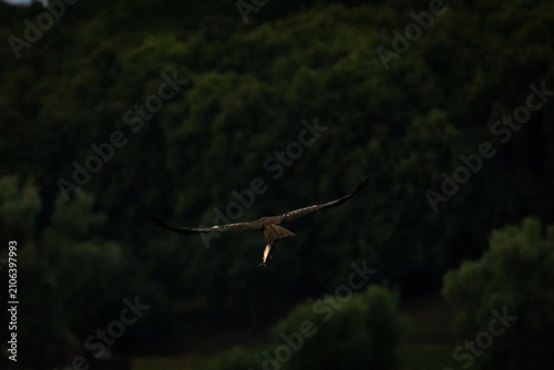 Obraz na płótnie From behind the raptor glides away over a dark forested slope