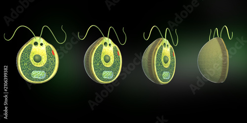 Foto Euglena Cell  Showing Cellular Structure and Movement