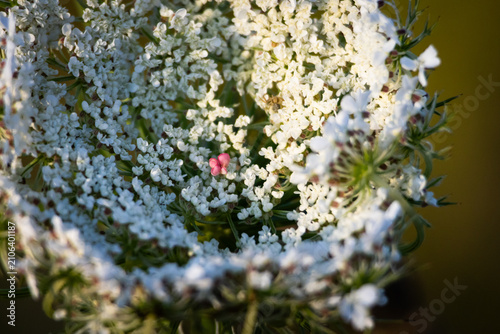 Fotografía Wild carrot umbel reveals an inner speck of pink amid masses of white blooms cap