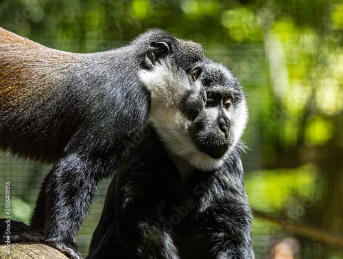 Photography L'Hoest's monkey (Allochrocebus lhoesti) with distinctive white beard and dark f