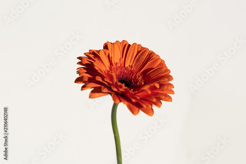 Close-up of Orange Gerbera Flower Bloom. Aesthetic Flower Composition
