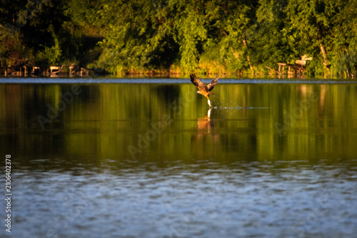 The hunting bird lifts one talon to rake the lake surface in a burst of spray as soft reflections ripple through green and gold a decisive instant of precision and power