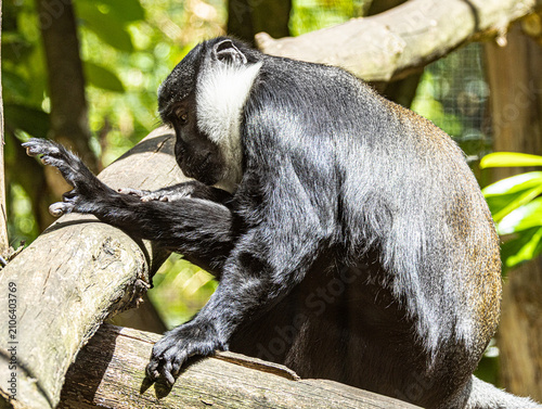 Canvas Print L'Hoest's monkey (Allochrocebus lhoesti) with distinctive white beard and dark f
