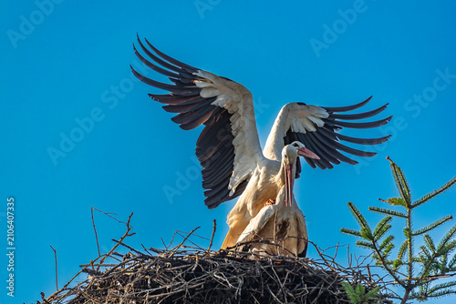 Ein Storchenpärchen beim Sex, bzw. der Begattung in ihrem Nest bei schrägem Seitenlicht der Sonne und wolkemlosem, blauem Himmel