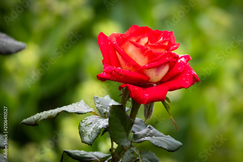 Canvastavla A dewy red rose fills the frame with velvet petals and sparkling droplets agains