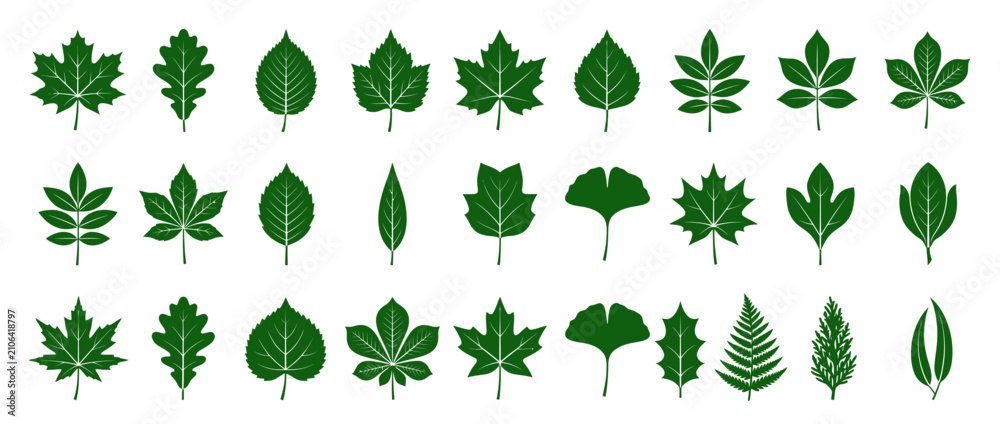 Fototapeta premium Collection of Various Green Plant Leaf Shapes