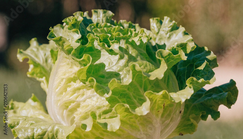 lettuce in the garden