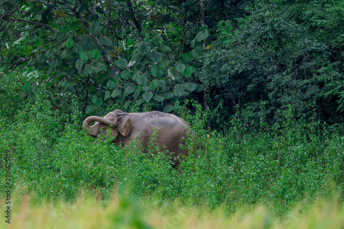 Photography Its body is gray, its snout is called the trunk