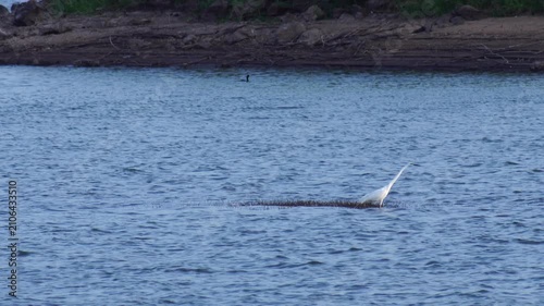 Water bird walking on shallow river water searching for fish in natural habitat