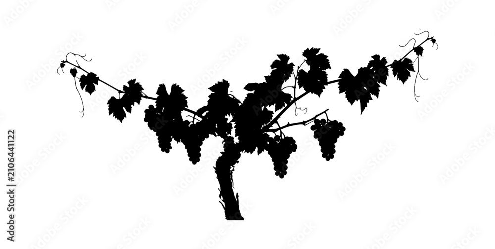 Obraz premium Black silhouette of a grapevine with fresh bunches of grapes and leaves isolated on transparent background, Vector
