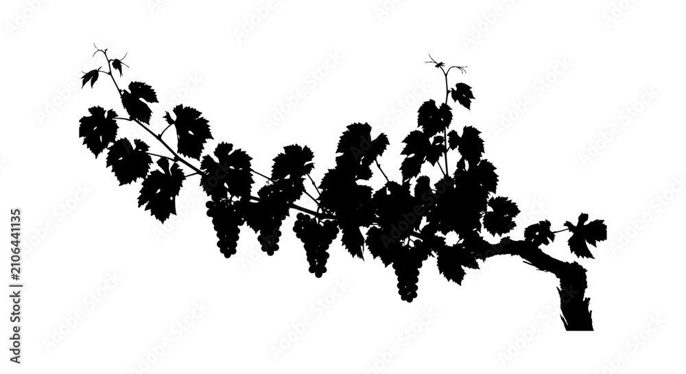Obraz premium Black silhouette of a grape vine branch with hanging clusters of grapes and leaves isolated on transparent background, Vector
