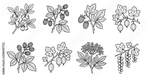 Bild auf Leinwand Vintage botanical berry illustrations, hand drawn garden fruit sketches, set of