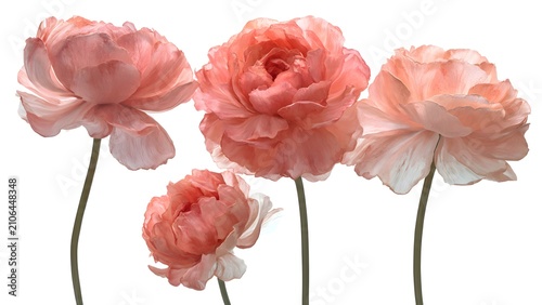 Soft Pink Peony Bouquet in Full Bloom