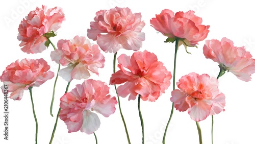 Soft Pink Carnations Array in Studio