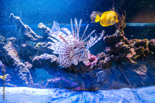 Foto The zebra lionfish is a species of ray-finned fish in the scorpionfish family