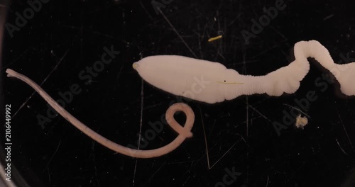 Cestode Larva (Cysticercus) and Strongyloides ratti Parasites in lab.