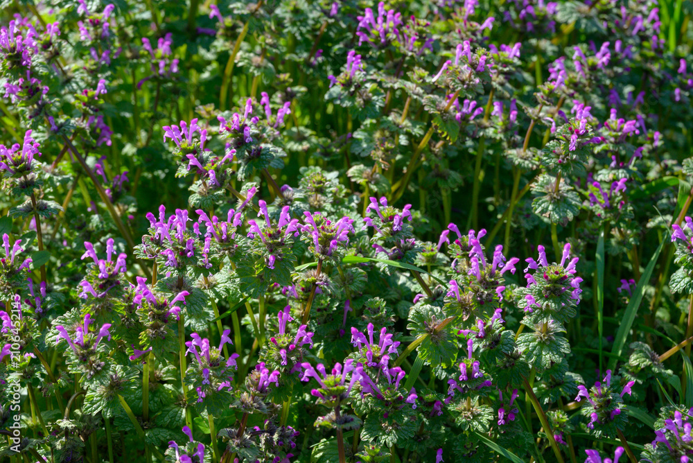 Obraz premium A carpet of blooming purple Lamium amplexicaule (Hotokenoza) wildflowers in spring
