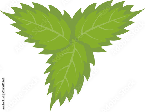 Three vibrant green leaves, naturally arranged, form a fresh organic design element for nature concepts.