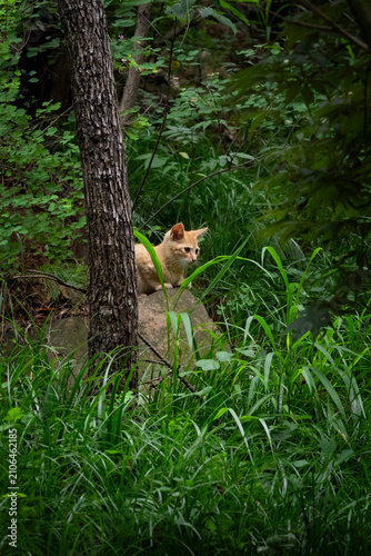 Quadro su tela cat in the forest