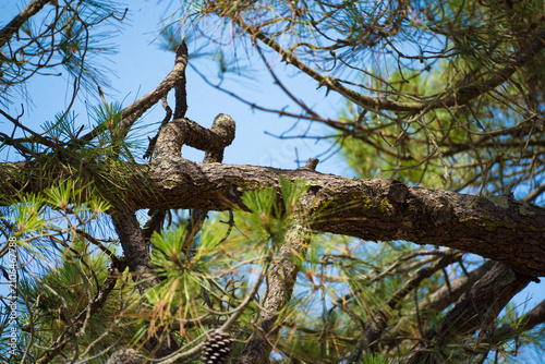 Branche de pin en forme de singe – Illusion d'optique naturelle dans la forêt