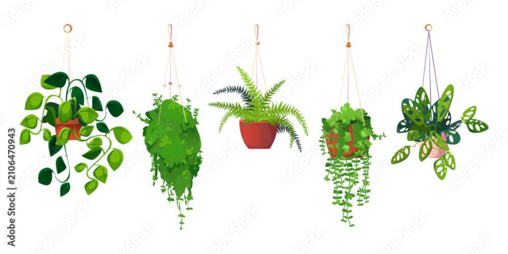 Fototapeta premium Cartoon set of hanging plants in decorative pots isolated on white background. Vector illustration of domestic flowers with lush green leaves and vines, indoor garden elements, modern interior design
