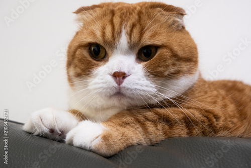 close up portrait of Scottish Fold cat