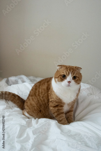 cottish Fold cat lying on bed