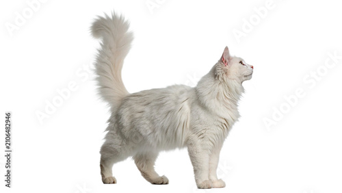 Bild auf Leinwand Beautiful fluffy white domestic persian cat standing profile view isolated on tr