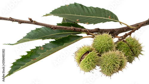 Bild auf Leinwand Branch of fresh wild chestnut green spiky husks isolated on transparent backgrou