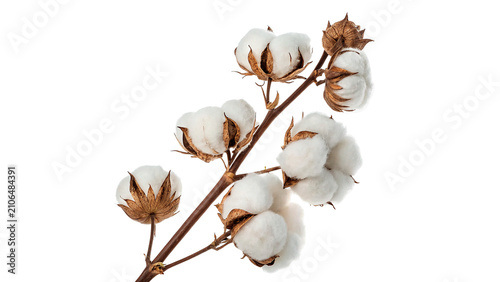 Branch of soft white natural cotton flower blossom pods isolated on transparent background