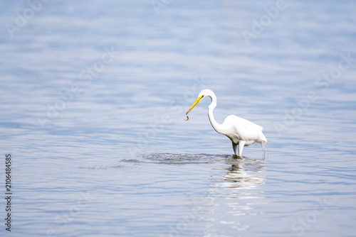 Fotografie garceta grande (Ardea alba), conocida por su plumaje blanco inmaculado y su largo cuello en forma de S