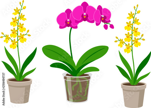 Potted Orchid Houseplants Vector Set Featuring Blooming Pink Phalaenopsis in Clear Pot and Yellow Oncidium Dancing Lady Flowers in Clay Pots.