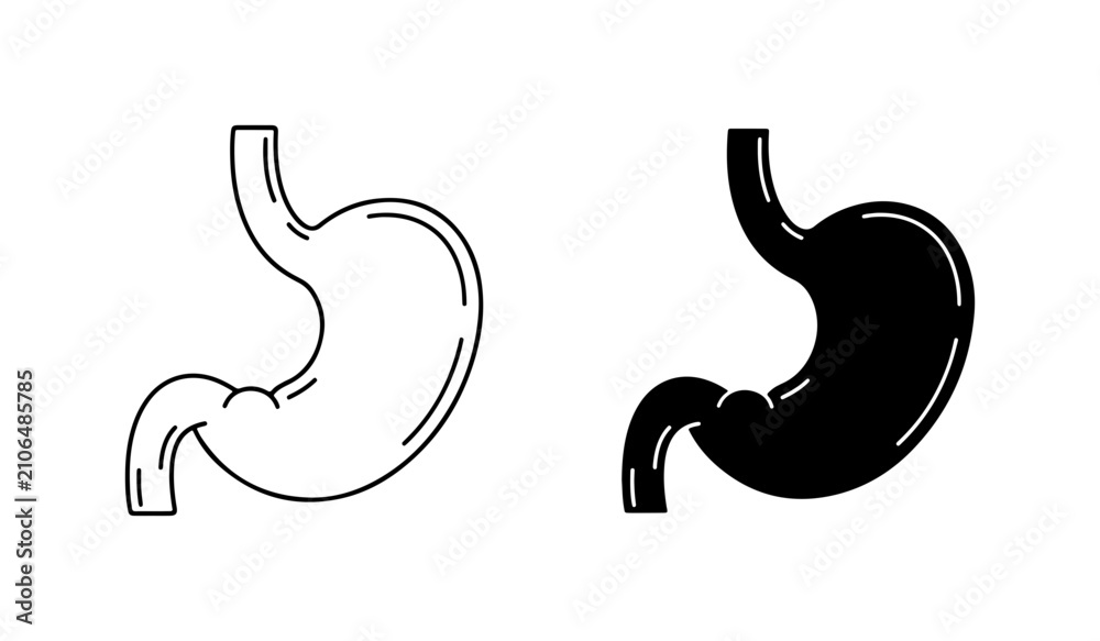Fototapeta premium Stomach Anatomy Vector Icons, Human Digestive System Outline and Silhouette, Medical Healthcare Graphics